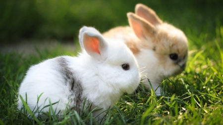 Rabbits - wildlife, rabbits, animal, mammal