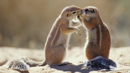 South African Chipmunks - Animal, South African, Chipmunks, Wildlife