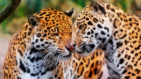 Jaguars in Love - wildlife, love, animal, jaguars