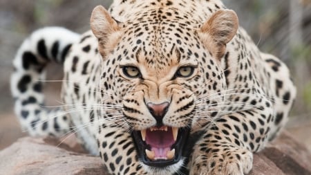 Fearless Leopard - Animal, Fearless, Wildlife, Leopard