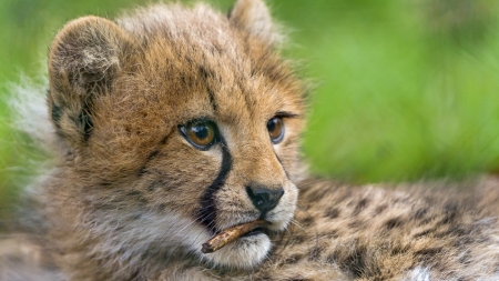 Young Cheetah - animal, wildlife, young, cheetah