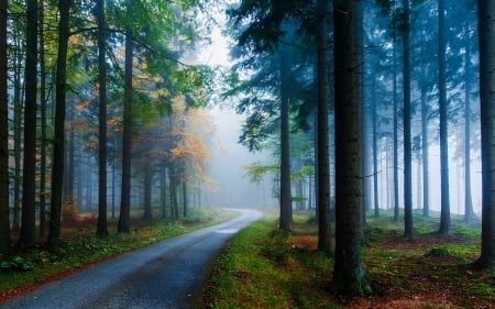 Autumn forest - Trees, Autumn, Nature, Road