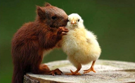 Sweet secret - chick, animal, secret, squirrel