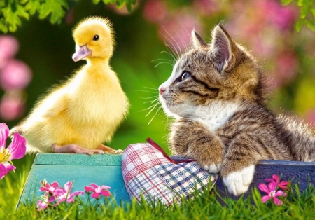 Sweet friends - chick, abimal, cat, kitten