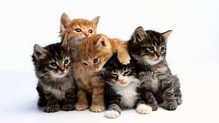 Kittens - cute, animal, kitten, cat