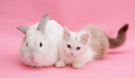 Cute Pets In Pink - Cats &Amp; Animals Background Wallpapers On Desktop