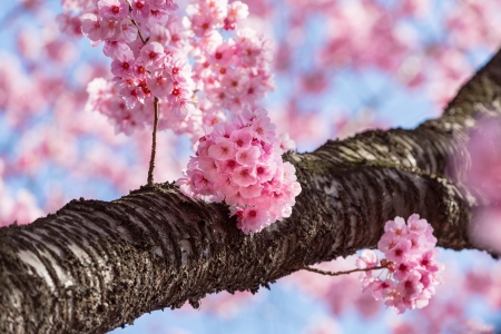 Spring - sakura, blossom, cherry, spring, flower, pink, tree