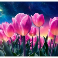 Pink tulips