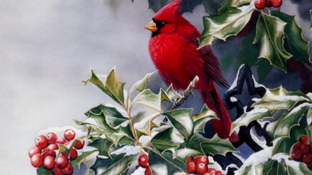 Red cardinal - holiday, cardinal, christmas, bird