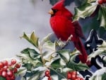 Red cardinal