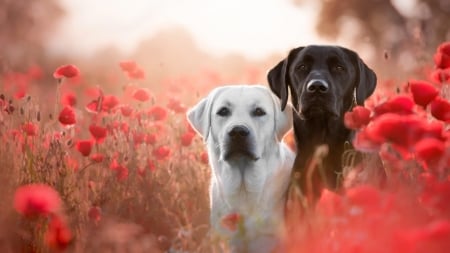 * - field, summer, dogs, couple