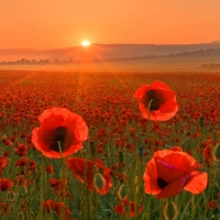 Red poppy field