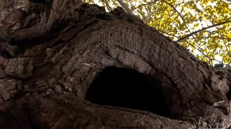 Secret lair - trunk, den, lair, forest, tree