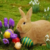 Cute bunny