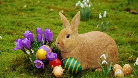 Cute bunny - rodent, easter, animal, cute, bunny, flower