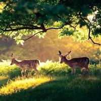 Deer