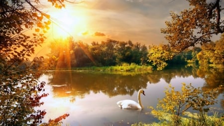 Swan - nature, swan, lake, sunset