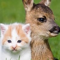 Friends Kitten And Fawn