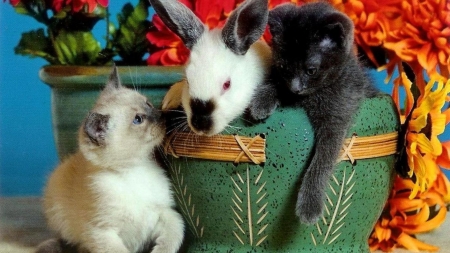 Cute friends - animal, bunny, cat, kitten