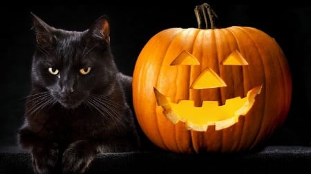 halloween cat - halloween, animal, pumpkin, feline