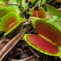 Venus Fly Traps Endangered