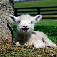 Baby Sheep By Tree