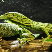 Spotted Baumwaran Monitor Tree Lizard