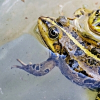 Green Frog In Water