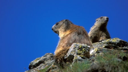 Marmot on the Rocks - Marmot, Animal, Rocks, Wildlife