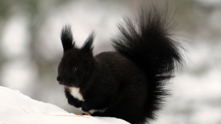 Squirrel in the Snow - animal, wildlife, squirrel, snow