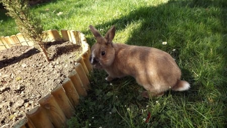 Rabbit in the Garden - animal, pet, rabbit, garden