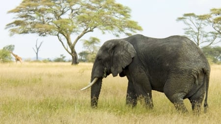 Elephant - Animal, Nature, Wildlife, Elephant