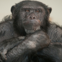 Chimpanzee