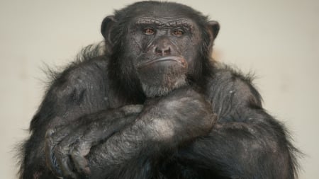 Chimpanzee - Animal, Primate, Chimpanzee, Wildlife