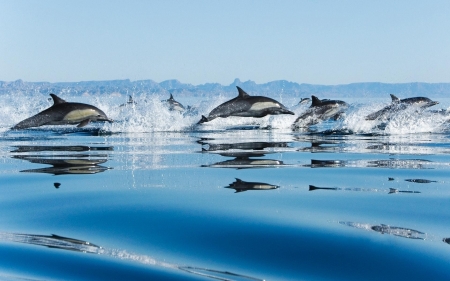 pod of dolphins - animal, dolphins, ocean, pod