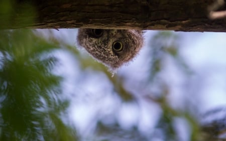 Owl - owl, bird, pasari, funny, cute, eye