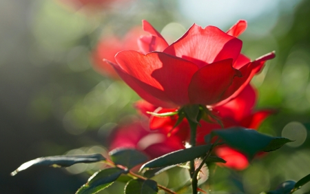 Glorious in the morning light - bokeh, red, trandafir, rose, morning, flower