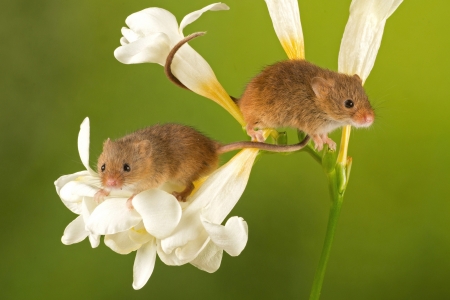 Harvest mice - white, harvest, freesia, rodent, animal, green, mouse, flower