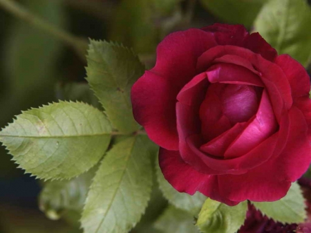 one red garden rose