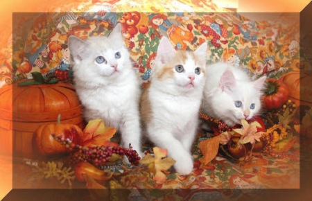 Thanksgiving kittens