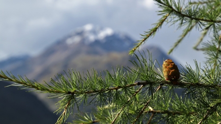 Mountain Blur - cone, fir, mountains, tree