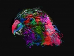 Parrot Abstract