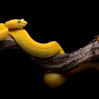 Yellow Snake