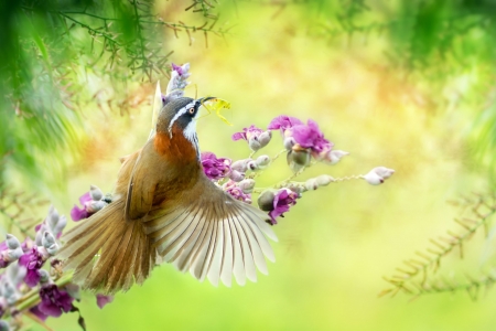 Little Bird - Branches, Bird, Flowers, Spring