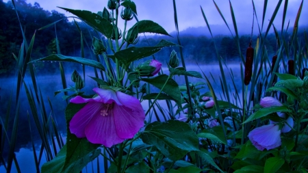 Lake - fog, nature, lake, flower