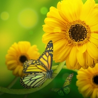 Yellow flowers with butterfly