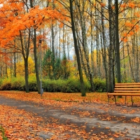 Autumn In Park