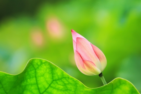 Lotus bud - skin, lotus, summer, bud, flower, pink, green, leaf, vara