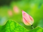 Lotus bud