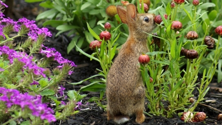 Rabbit in a Garden - animal, wildlife, rabbit, garden